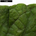 SpeciesSub: var. tomentosum